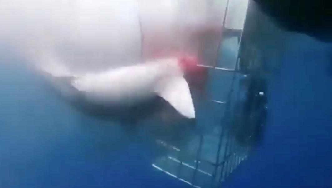 Shark beats itself to death while trying to attack divers in bloody caught-on-camera video