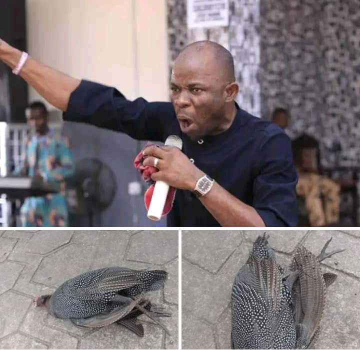 The devil is a great loser - Nigerian pastor raises alarm after finding dead bush fowl in front of his house
