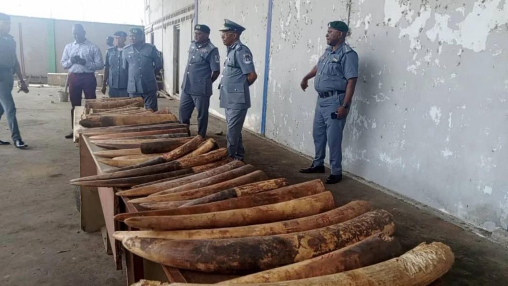 Cross River Customs intercept elephant tusks worth N300m