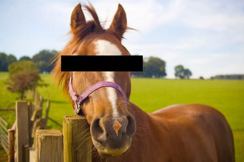 "I love them" Teen caught engaging in "disgusting" act with horse tells man who stopped him