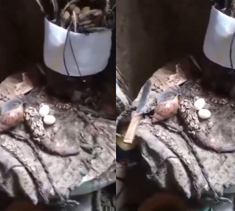 Supporters of embattled former governor Yahaya Bello perform rituals to prevent him from being arrested by the EFCC (video)