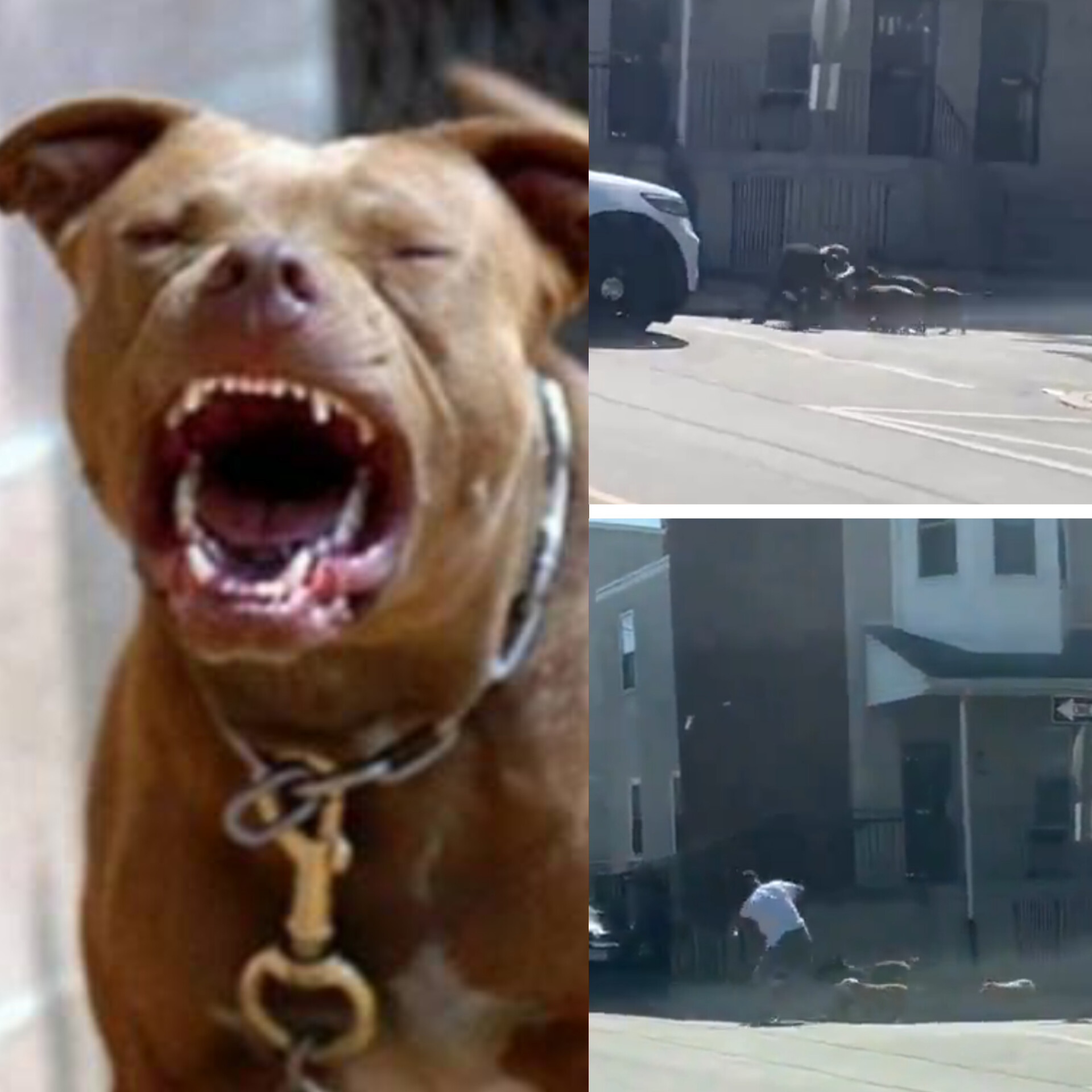 Four pitbull dogs maul man on street in broad daylight after he tried protecting his dog from being attacked (video)
